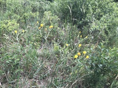 Crepis nicaeensis