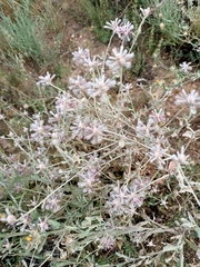 Ptilotus sessilifolius