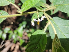 Solanum stelligerum
