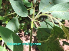 Solanum stelligerum