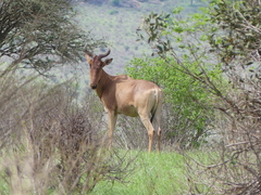 Alcelaphus buselaphus cokii