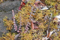 Cathetus chrysanthus