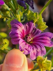 Malva sylvestris mauritiana