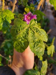 Malva sylvestris mauritiana