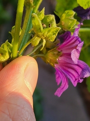 Malva sylvestris mauritiana