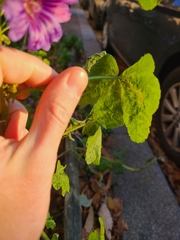 Malva sylvestris mauritiana