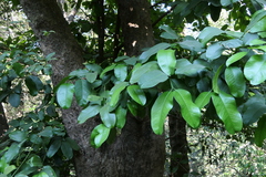 Garcinia talbotii