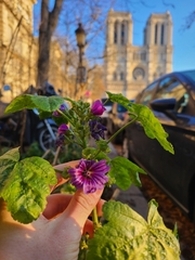Malva sylvestris mauritiana