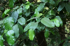 Garcinia talbotii