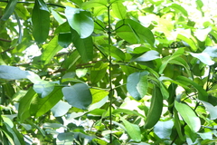 Garcinia talbotii