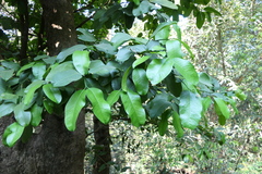 Garcinia talbotii