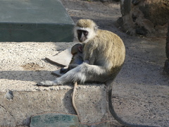 Chlorocebus pygerythrus hilgerti
