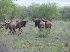 Connochaetes taurinus albojubatus