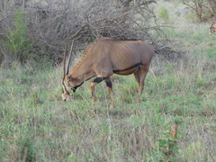 Oryx beisa callotis