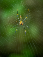 Nephila