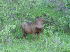 Phacochoerus africanus massaicus