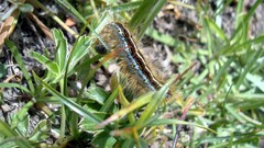 Malacosoma castrense