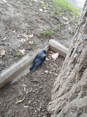 Corvus monedula