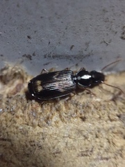 Anomotarus variegatus