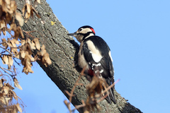Dendrocopos major