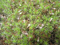 Myrmica