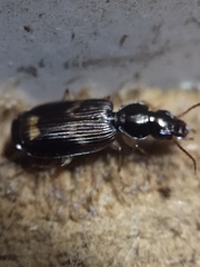 Anomotarus variegatus