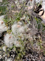 Clematis microphylla