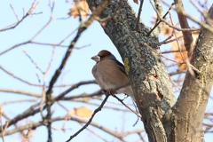 Coccothraustes coccothraustes