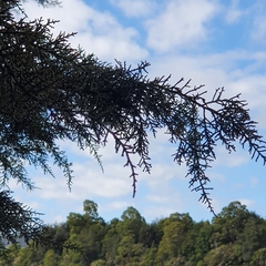 Lagarostrobos franklinii