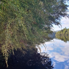 Lagarostrobos franklinii