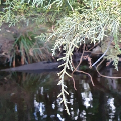 Lagarostrobos franklinii