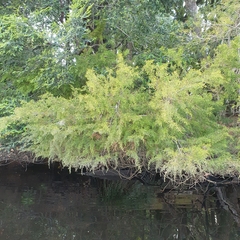 Lagarostrobos franklinii