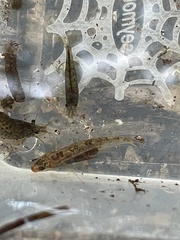 Rhinogobius duospilus