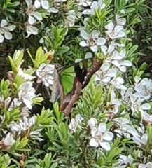 Graphium macleayanus