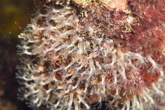 Cornularia cornucopiae