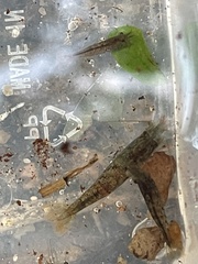 Caridina cantonensis