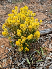 Waitzia acuminata acuminata