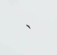 Aerodramus unicolor