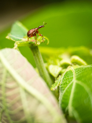 Apoderinae