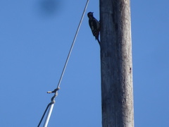 Dendrocopos major major