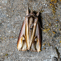 Actinotia intermediata