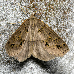 Psyra angulifera