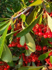 Pyracantha