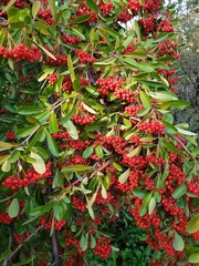 Pyracantha
