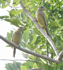 Emberiza melanocephala