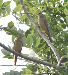 Emberiza melanocephala