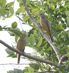 Emberiza melanocephala