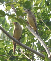 Emberiza melanocephala