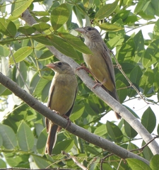 Emberiza melanocephala