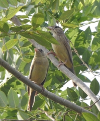 Emberiza melanocephala